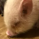 una foto de un microcerdo