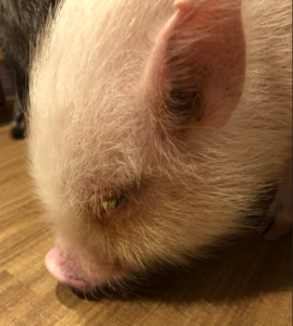 a photo of a micro pig