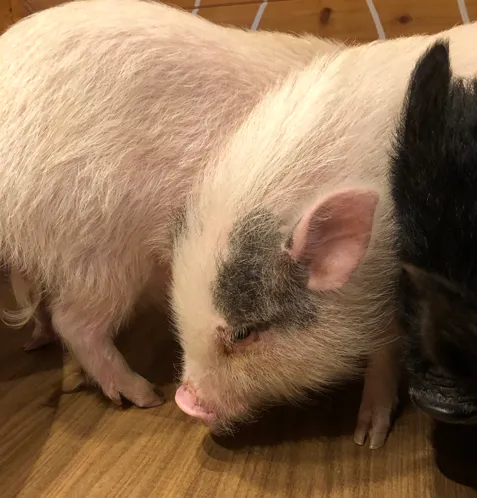 マイクロピッグカフェの写真