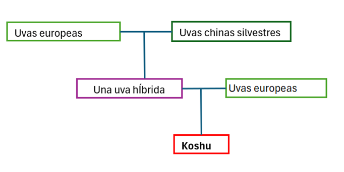 Un árbol genealógico de la uva Koshu