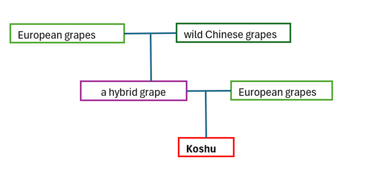 A family tree of Koshu grape